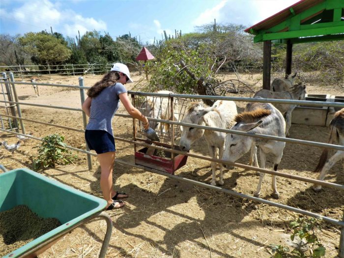 Donkey Sanctuary in Aruba Feeding the Donkeys