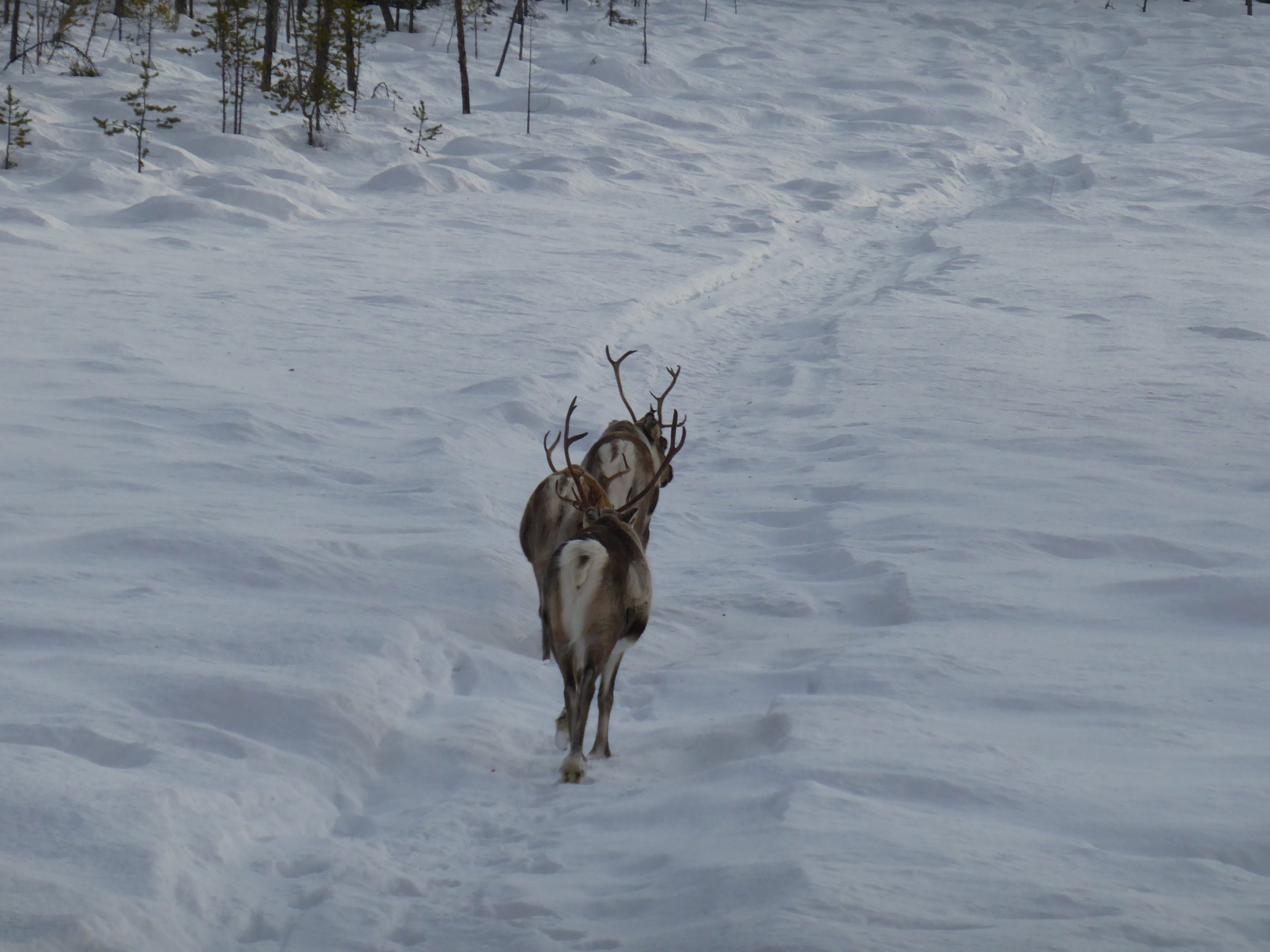 Reindeer in Lapland Sweden