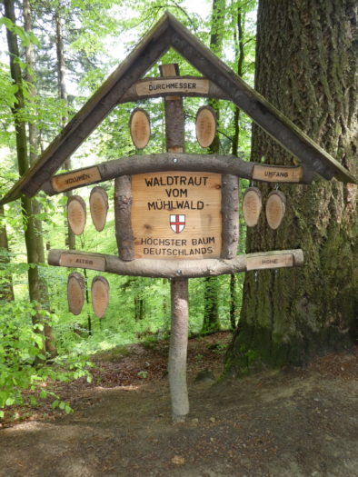 Sign for the tallest tree in Germany