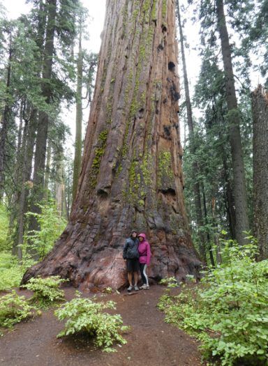 Calaveras Big Tree State Park near Lake Tahoe by hesaidorshesaid