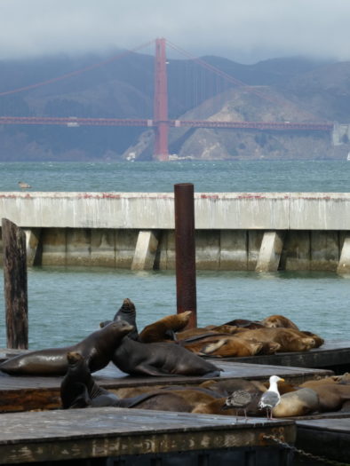 Sea lions in San Francisco by hesaidorshesaid
