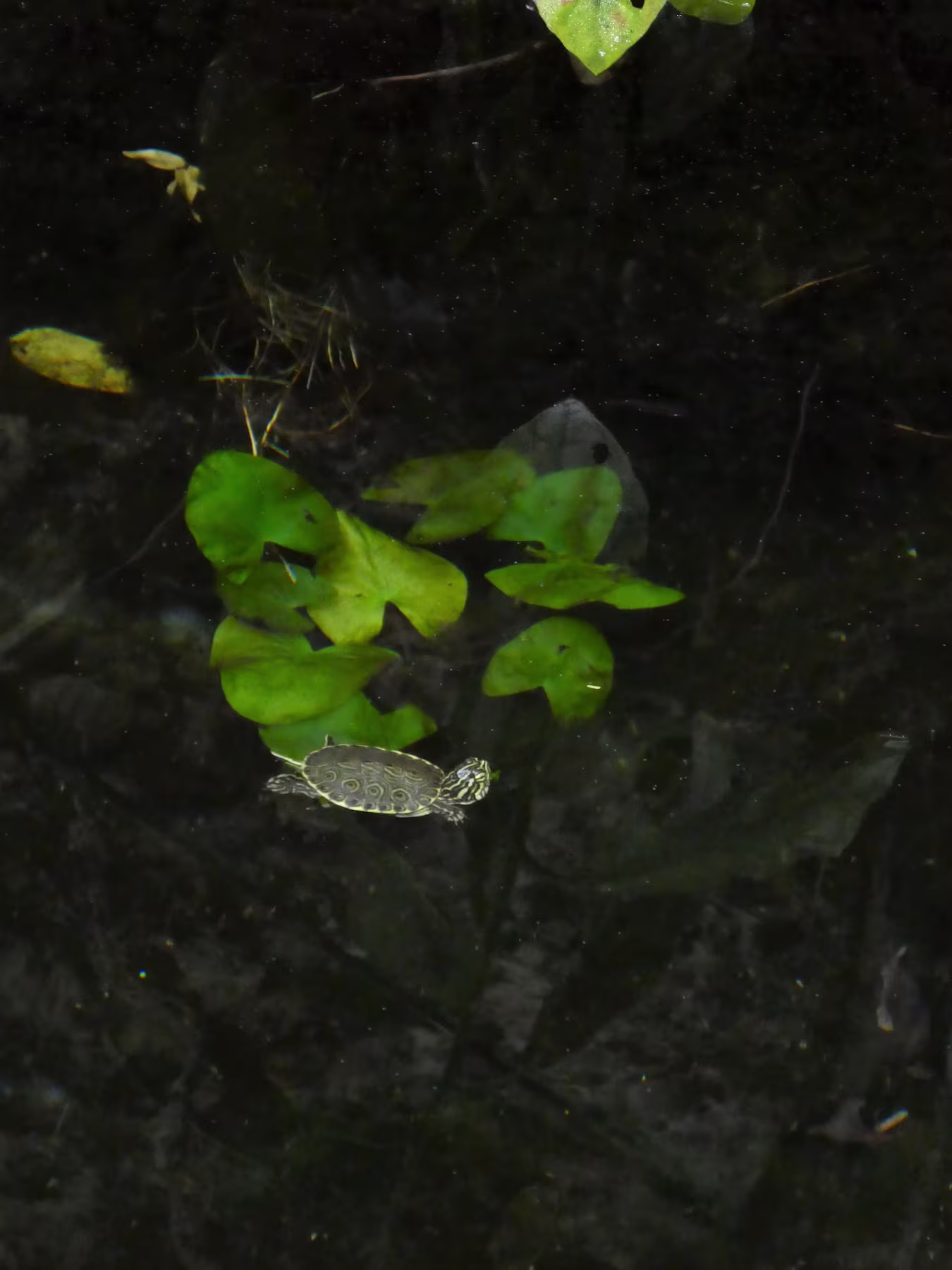 Baby turtle swimming in the Gran Cenote