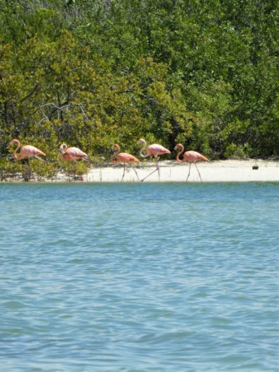 Flamingos in Holbox by hesaidorshesaid