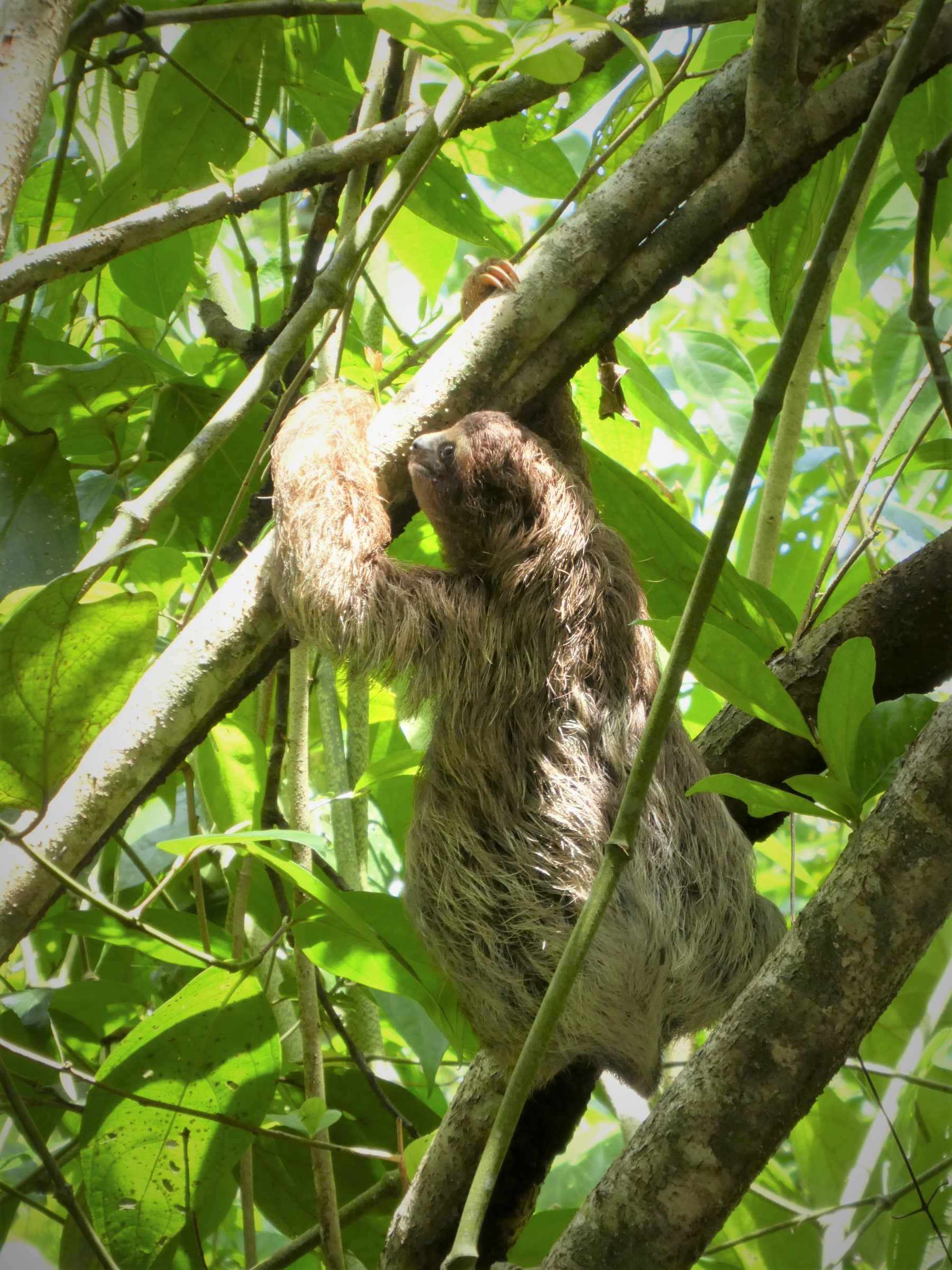 Baby sloth at Cahuita by hesaidorshesaid