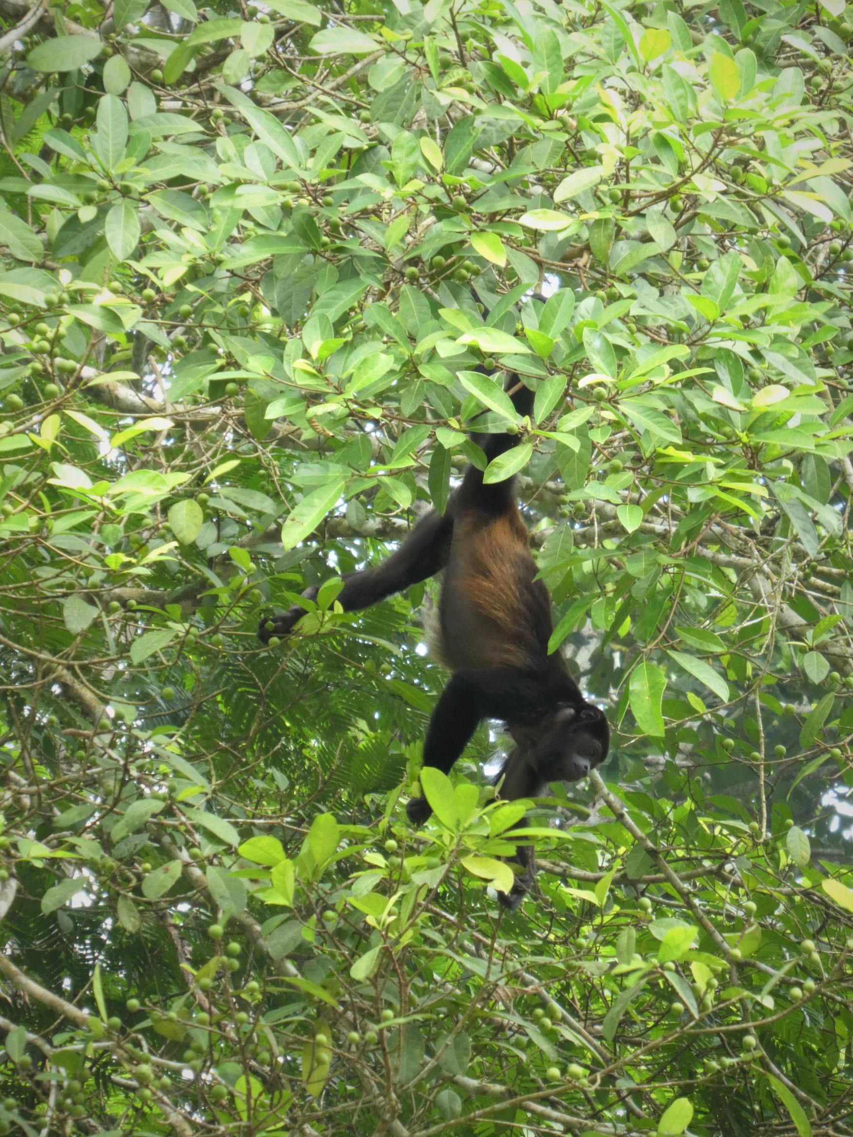 Monkey at Punta Uva Arrecife by hesaidorshesaid