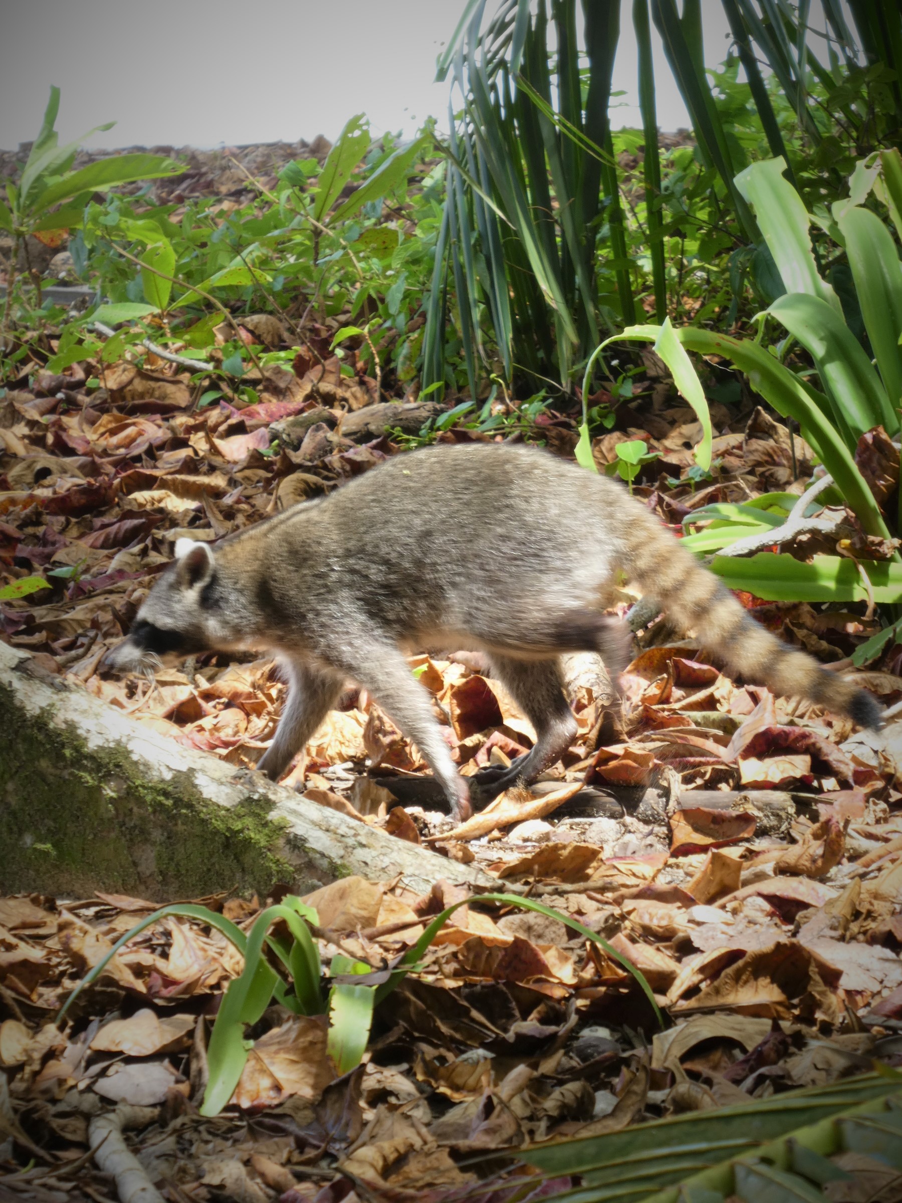 Raccoon at Cahuita by hesaidorshesaid