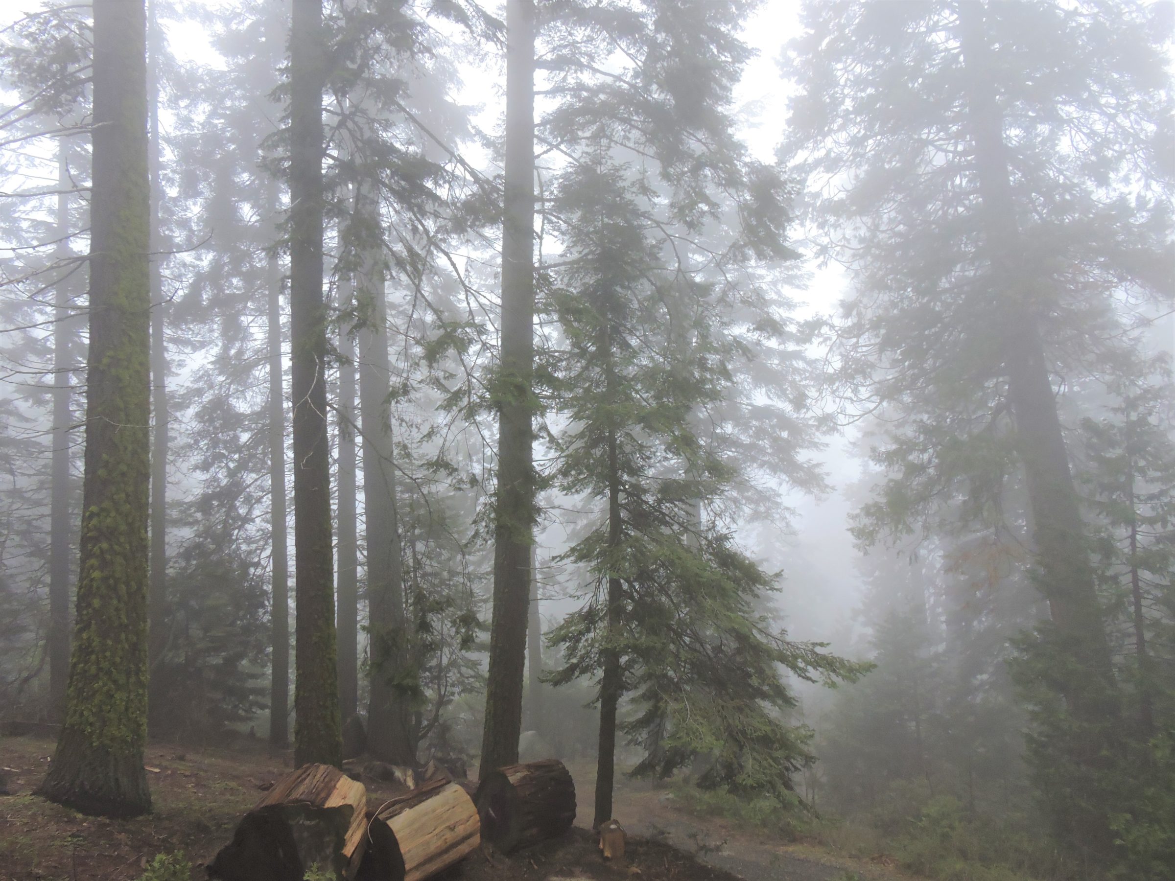 Foggy forest in Sequoia National Park