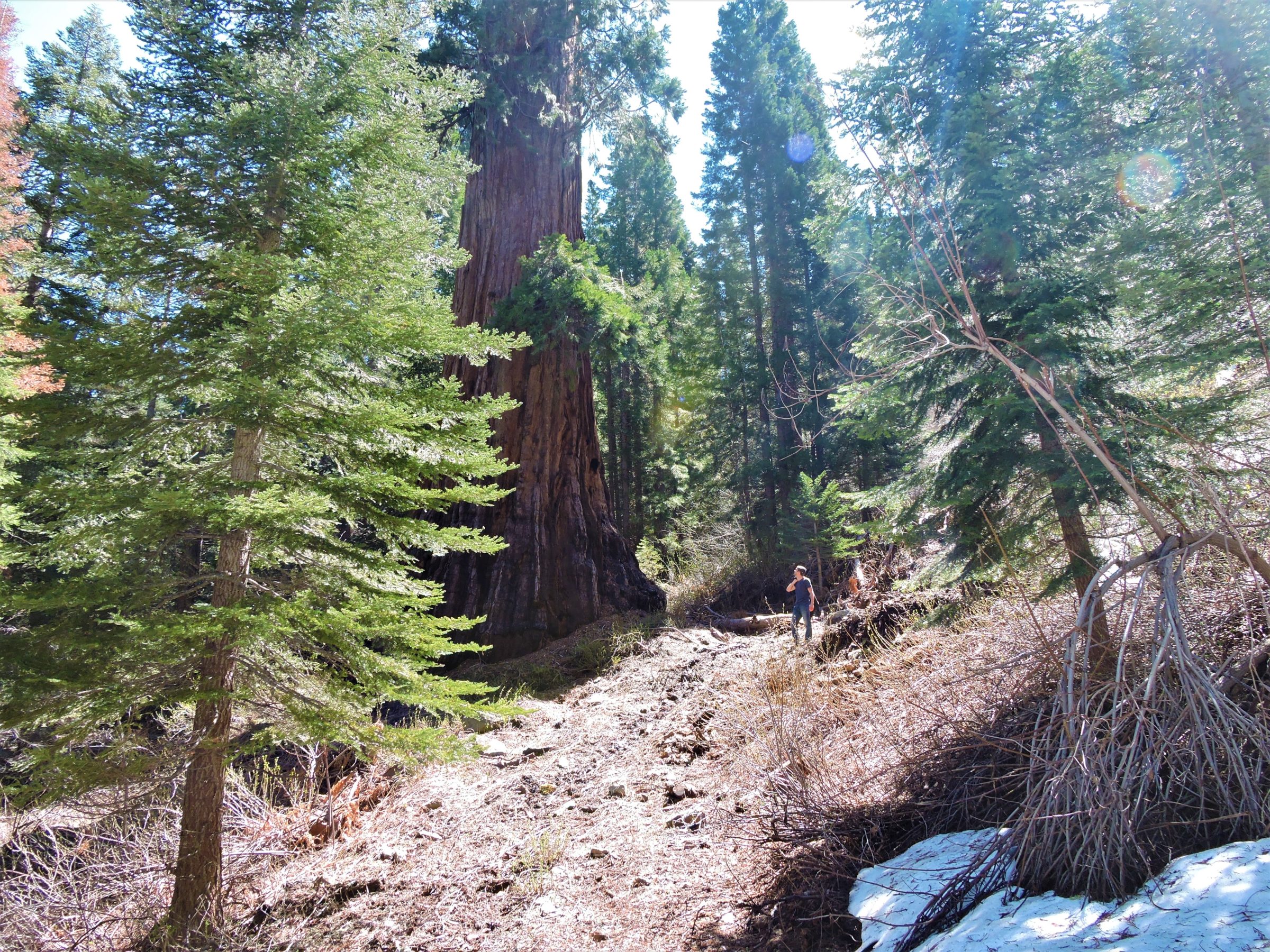 Standing next to a Sequoia tree