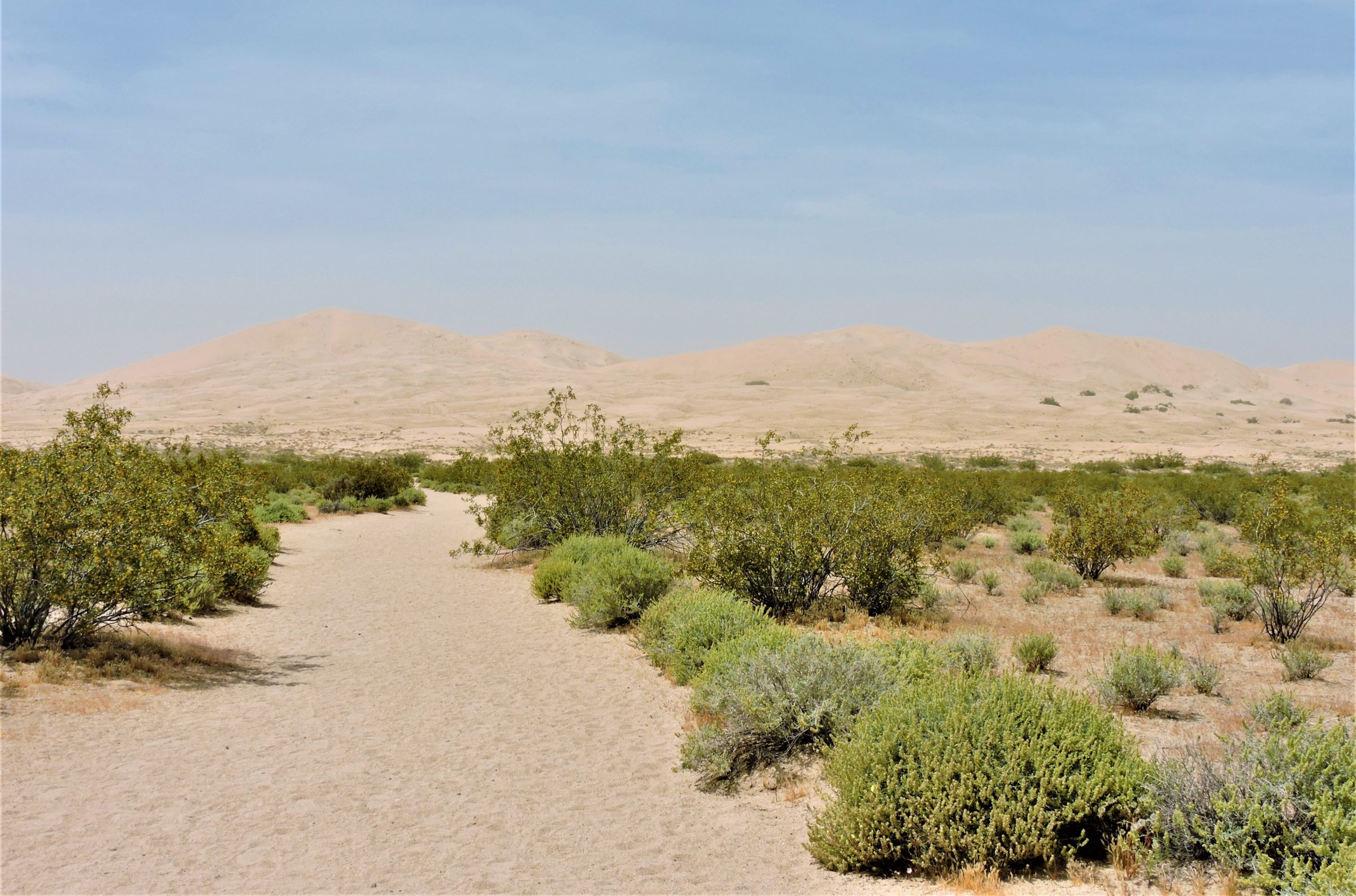 Kelso Dunes in Mojave National Preserve