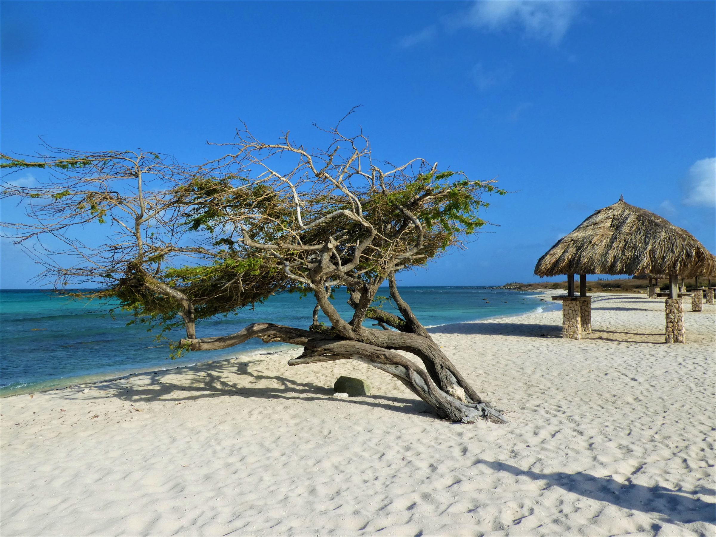 Divi-Divi Tree and cabana on the beach