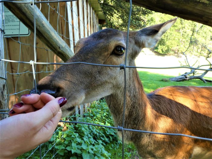 Feeding a deer at the Trier petting zoo