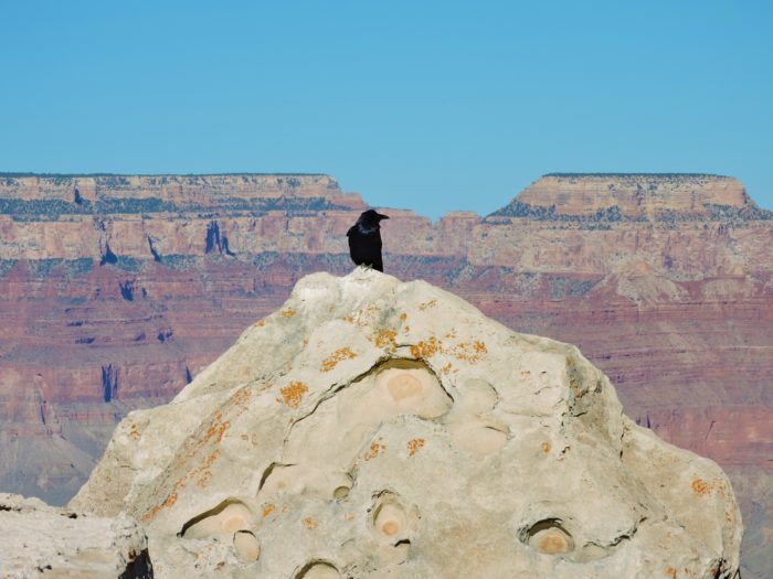 Perched crow at the Grand Canyon
