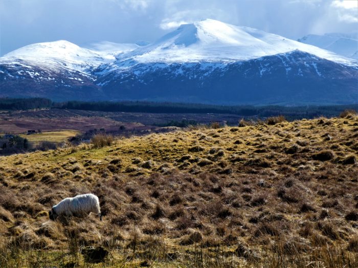 A sheep in front of Ben Nevis mountain in the Scottish Highlands