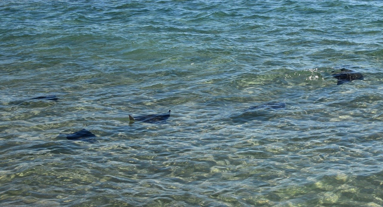 Stringrays in the water