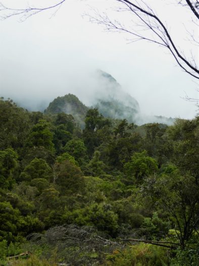 Coromandel Forest in New Zealand