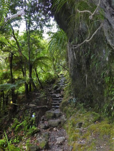 Pinnacles Track in Coromandel Forest