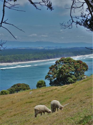 Sheeps at Mount Maunganui