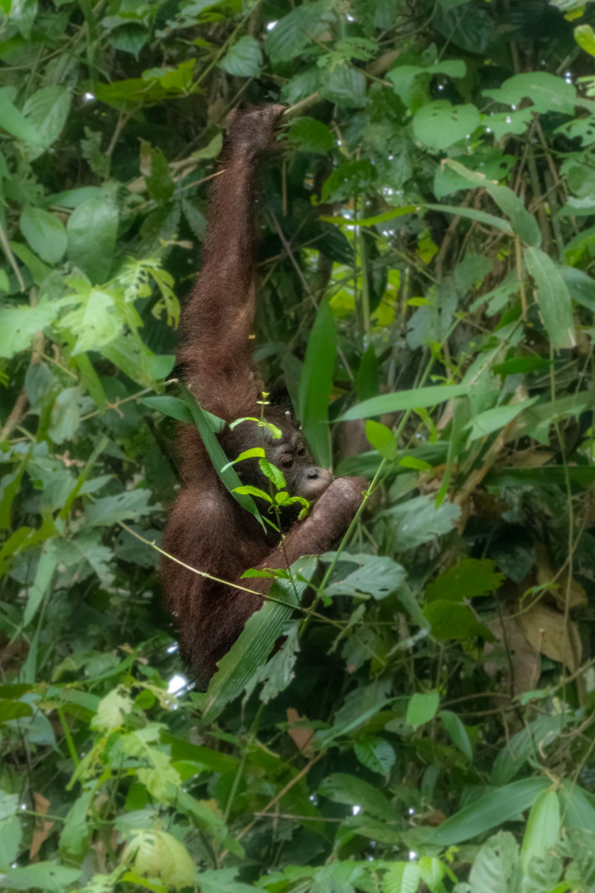 Orangutan hanging in the trees and eating fruit