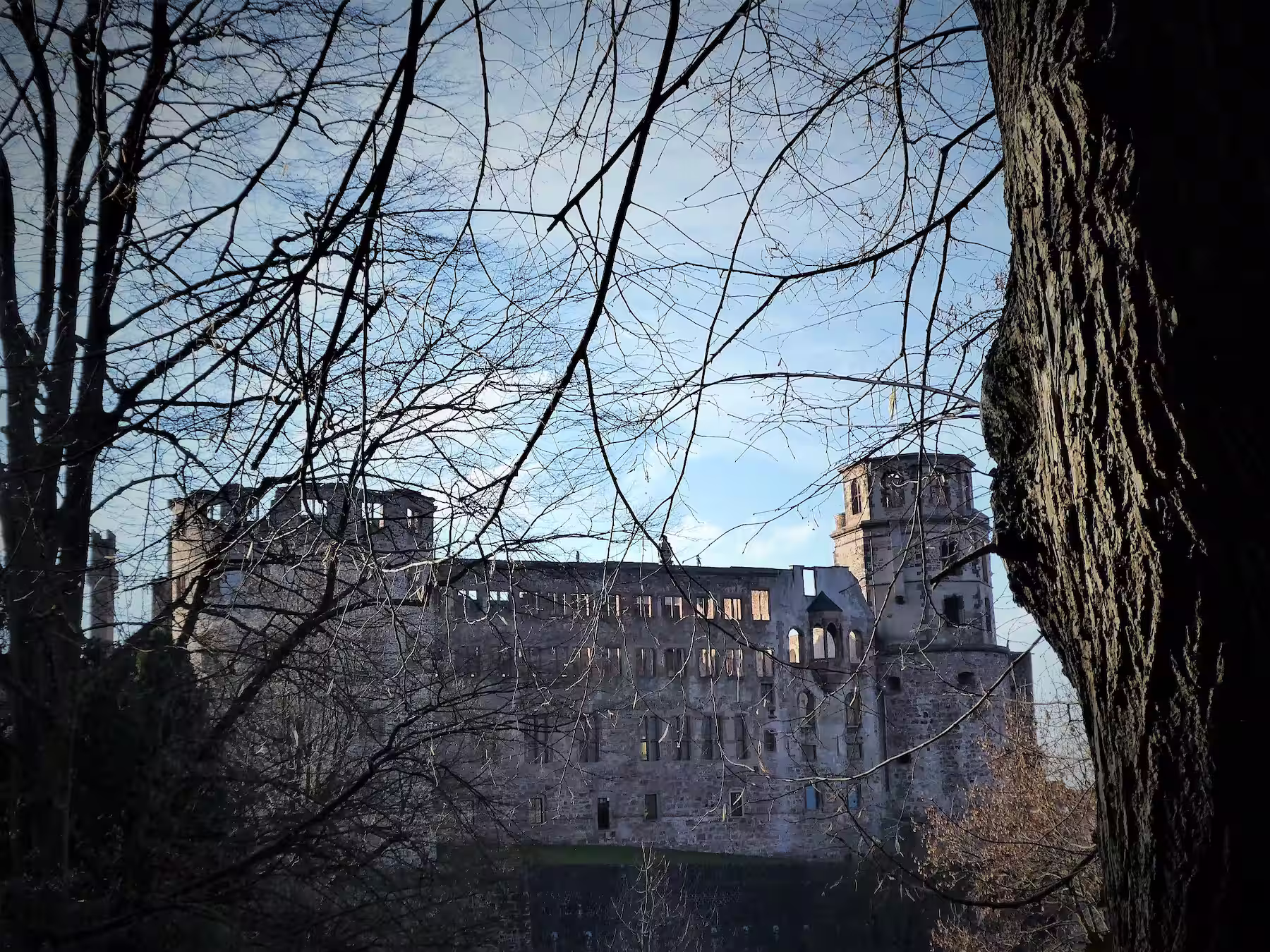 Heidelberg castle from behind the trees