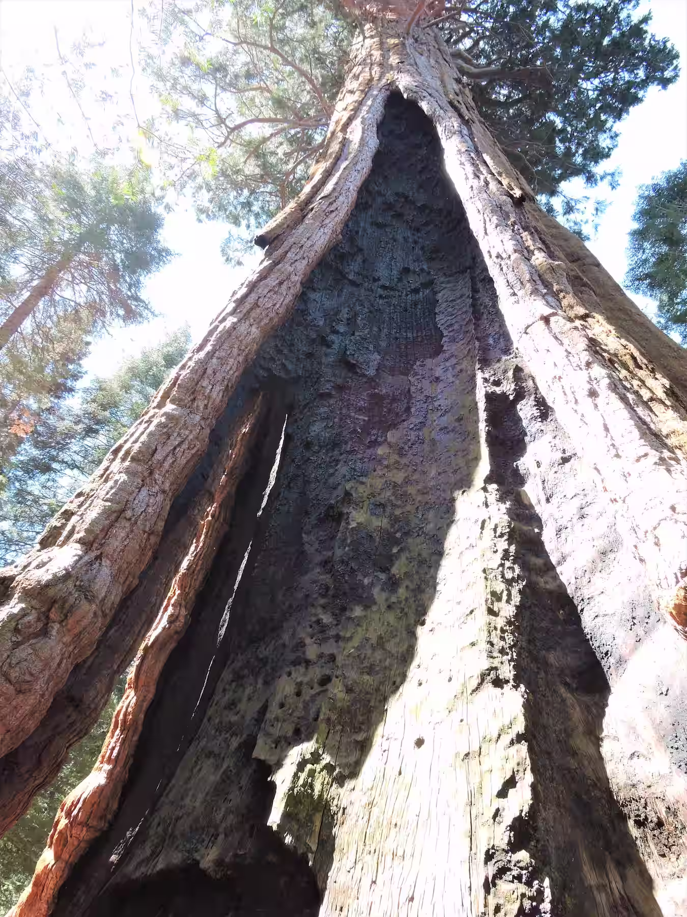 The Amos Stagg tree