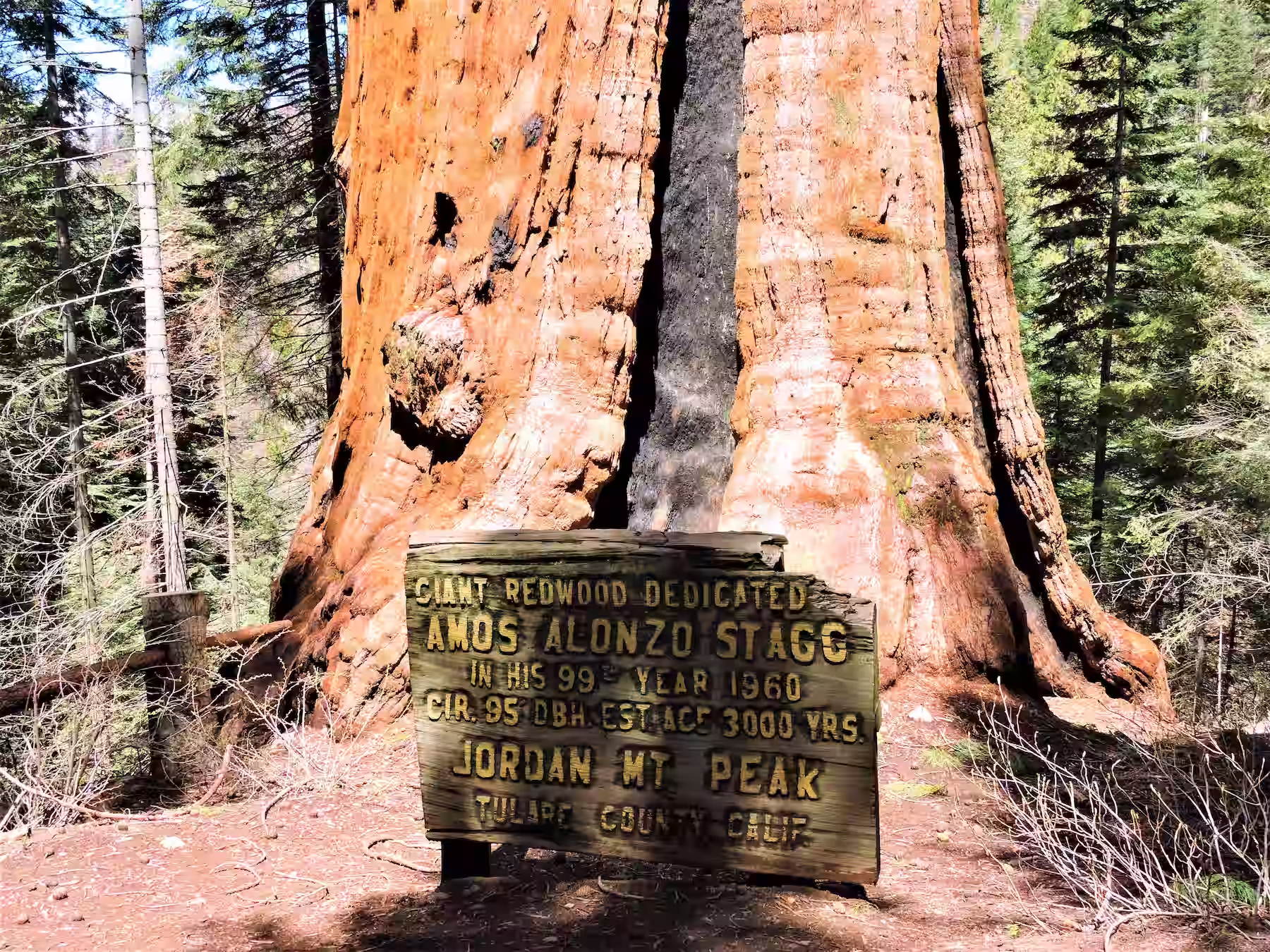 Amos Stagg Tree Sign
