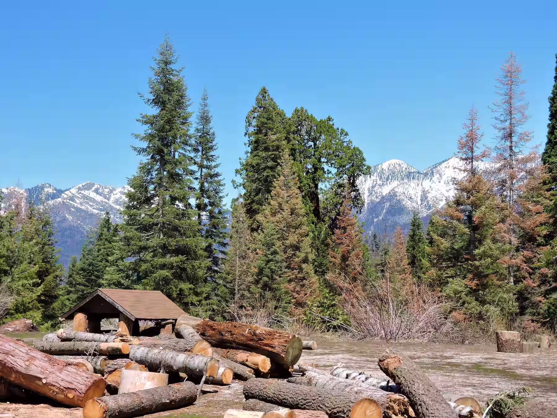 Small logging camp