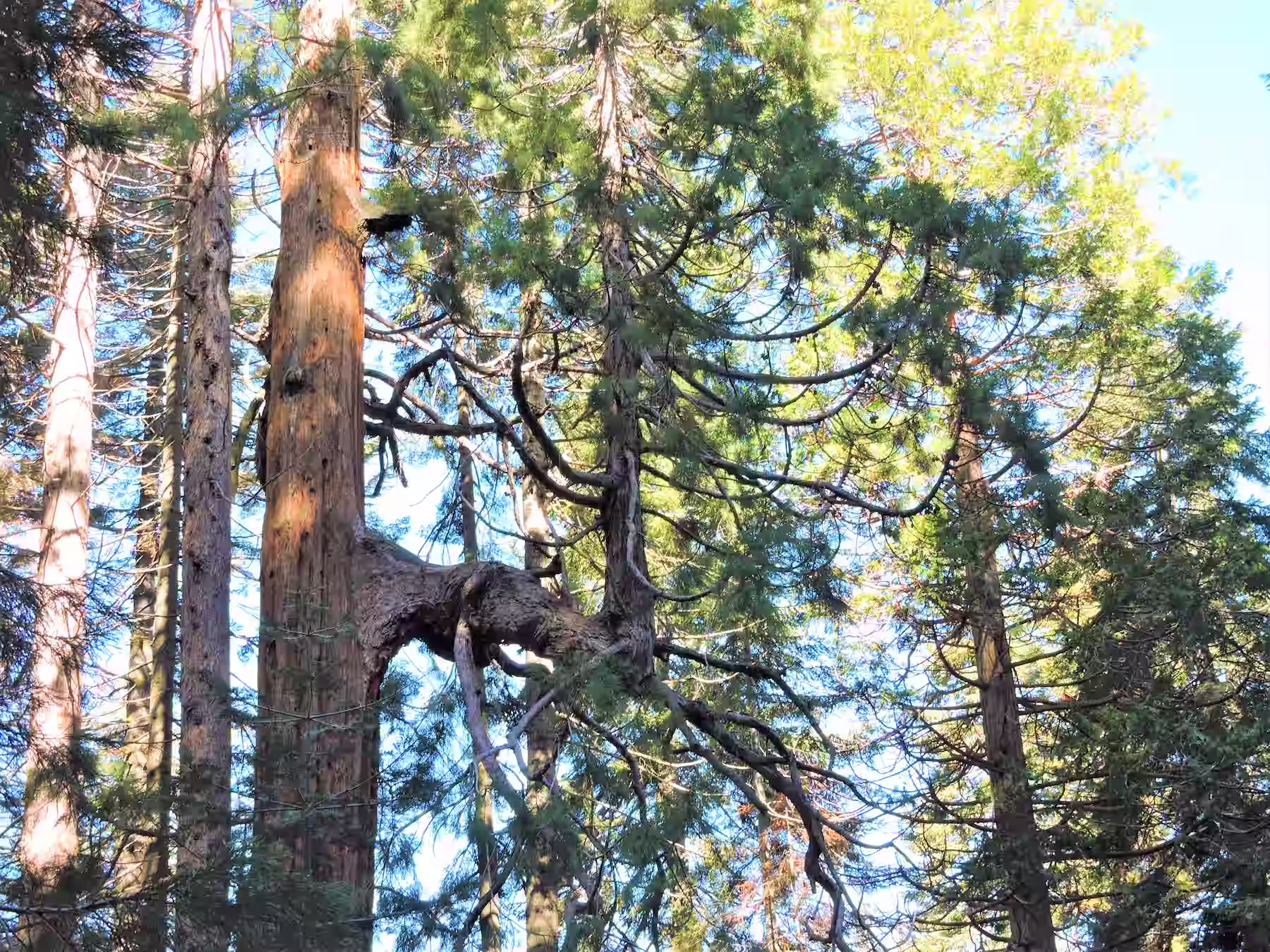 Tree growing out of a branch of another tree in Sequoia National Park