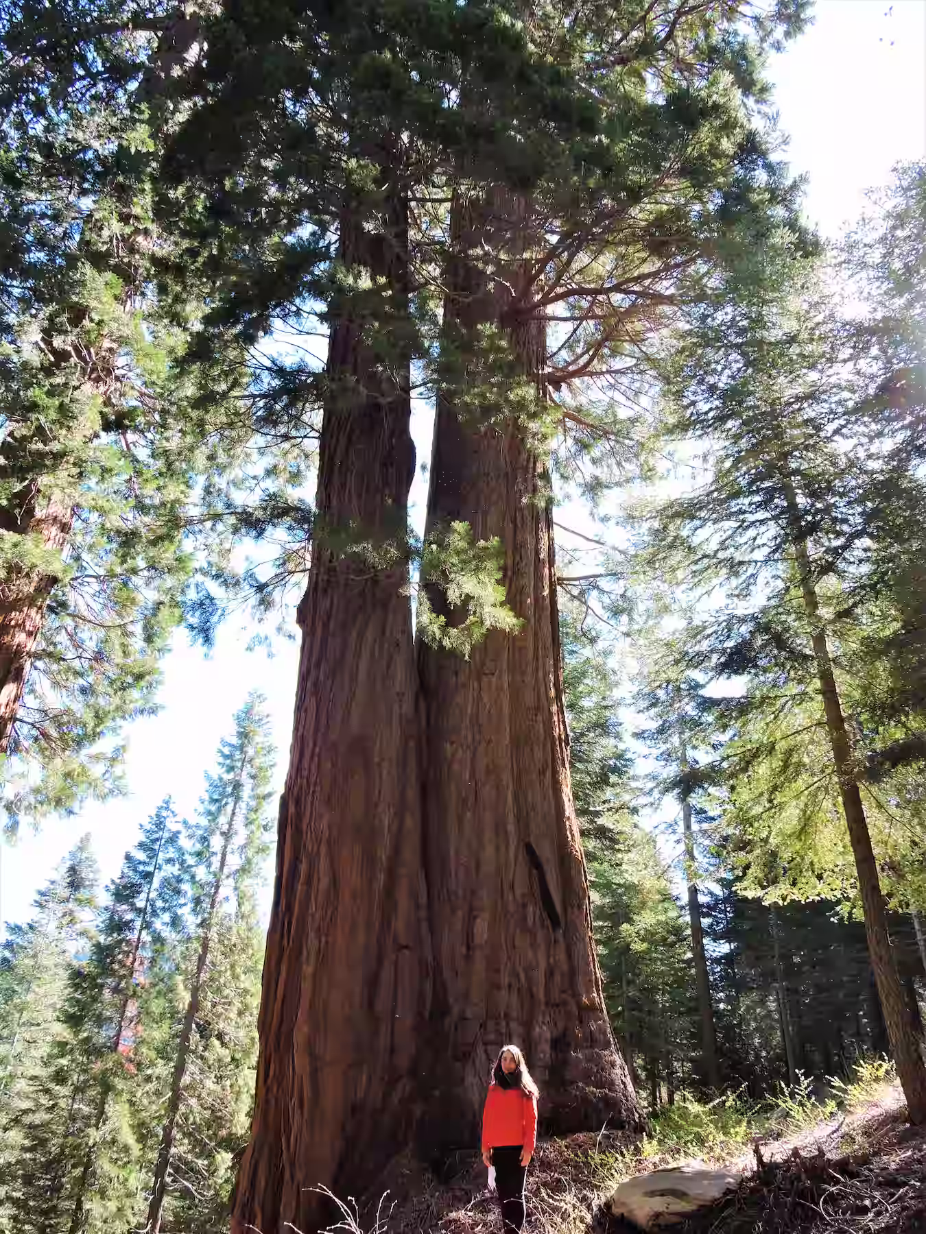 Denise standing by a double Sequoia tree