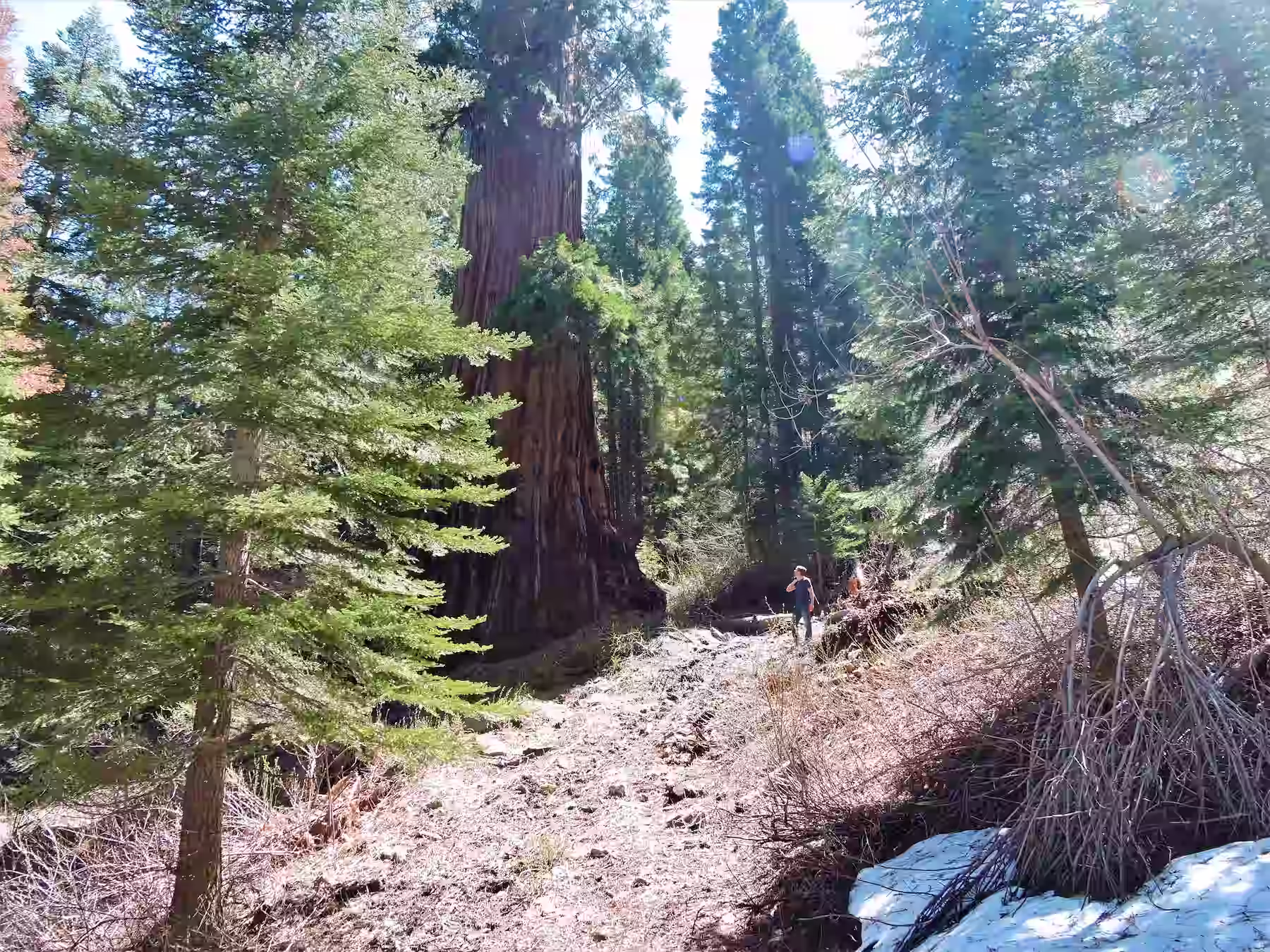 Ryne standing next to a Sequoia tree